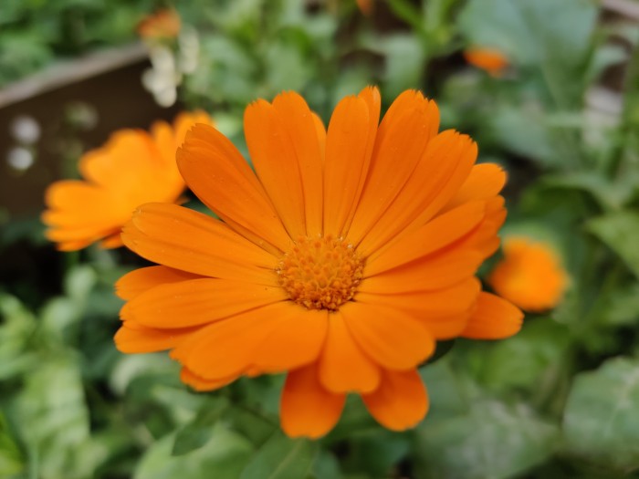 Zum Vergleich: Das mit dem Oneplus 7 Pro gemachte Bild wirkt realistischer. (Bild: Tobias Költzsch/Golem.de)